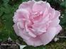 Clara Cochet rose photo
