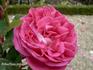 Clémence Joigneaux rose photo