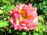 Funkuhr ® rose photo