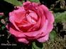 Hippolyte Jamain rose photo