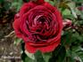 Jean Soupert rose photo