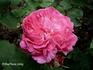 Jeanne Sury rose photo