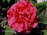Marguerite Brassac rose photo
