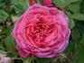 Marquise de Gibot rose photo
