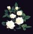 Vanilla Kordana rose photo