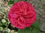 Madame Cécile Morand rose photo