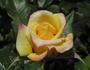 Golden Topas rose photo