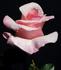 Gerda Hnatyshyn rose photo