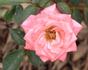 Suzy rose photo