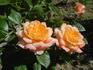 King Arthur rose photo
