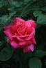 Coronado rose photo