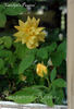 Carolyn's Passion ™ rose photo