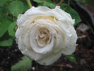 Paloma Blanca rose photo