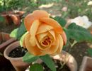 Bonanza Freelander rose photo