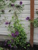 Maria Louise Jensen clematis photo
