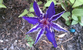 Maria Louise Jensen clematis photo
