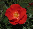 Jim Lounsbery rose photo
