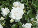 Sir Thomas Lipton rose photo