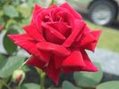 Red Scentsation ™ rose photo