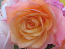 Out of Africa rose photo
