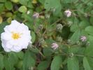 Sequoia Greenfield rose photo