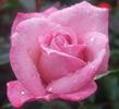 Lavender Jade rose photo