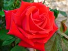 Summer Holiday ® rose photo