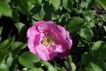 Adam Chodun rose photo