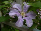 Teksa clematis photo