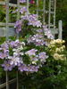 Teksa clematis photo