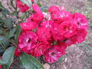 Dopey rose photo