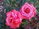 We Salute You ™ rose photo