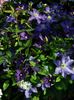 Bonanza clematis photo