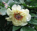 Border Charm peony photo