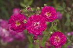 Amity rose photo