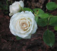 Paloma Blanca rose photo