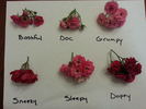 Sneezy rose photo