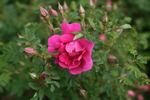 Infertilis rose photo