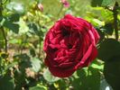 Madame Victor Verdier rose photo