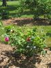 Madame Victor Verdier rose photo