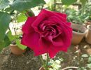 Magnifica rose photo