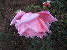 Lady Woodward rose photo