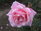Lady Woodward rose photo