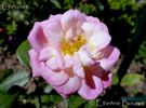Coronet rose photo