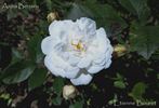 Anna Benary rose photo