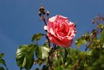 Neige Rose rose photo