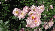 Enjouée rose photo