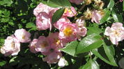 Enjouée rose photo