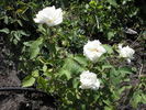 Fürstin von Pless rose photo