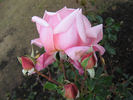 Lady Woodward rose photo